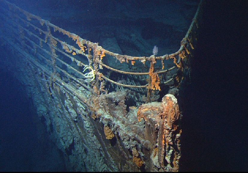 Представитель Отряда Oceanospirillales